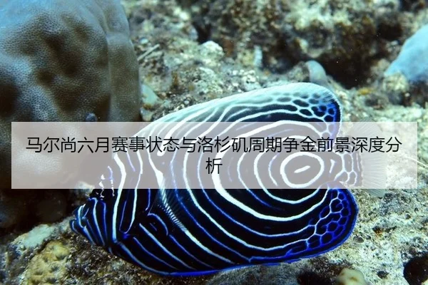 马尔尚六月赛事状态与洛杉矶周期争金前景深度分析 | hth